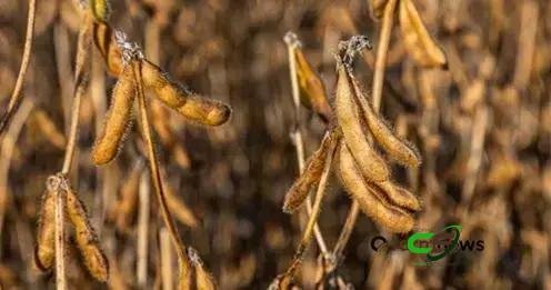 Produção e estoque de soja 2025/26 permanecem quase estáveis, diz USDA