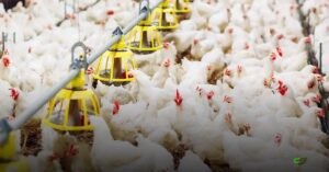 Produtores de ovos da Argentina pedem vacinação imediata contra gripe aviária