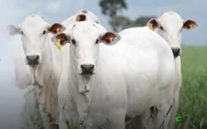Rastreabilidade na pecuária: gestão, sanidade e acesso a novos mercados