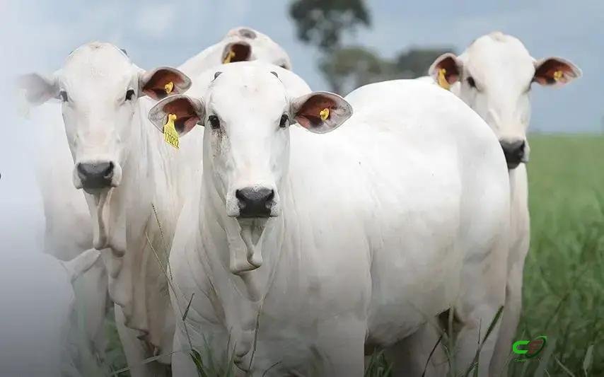Rastreabilidade na pecuária: gestão, sanidade e acesso a novos mercados