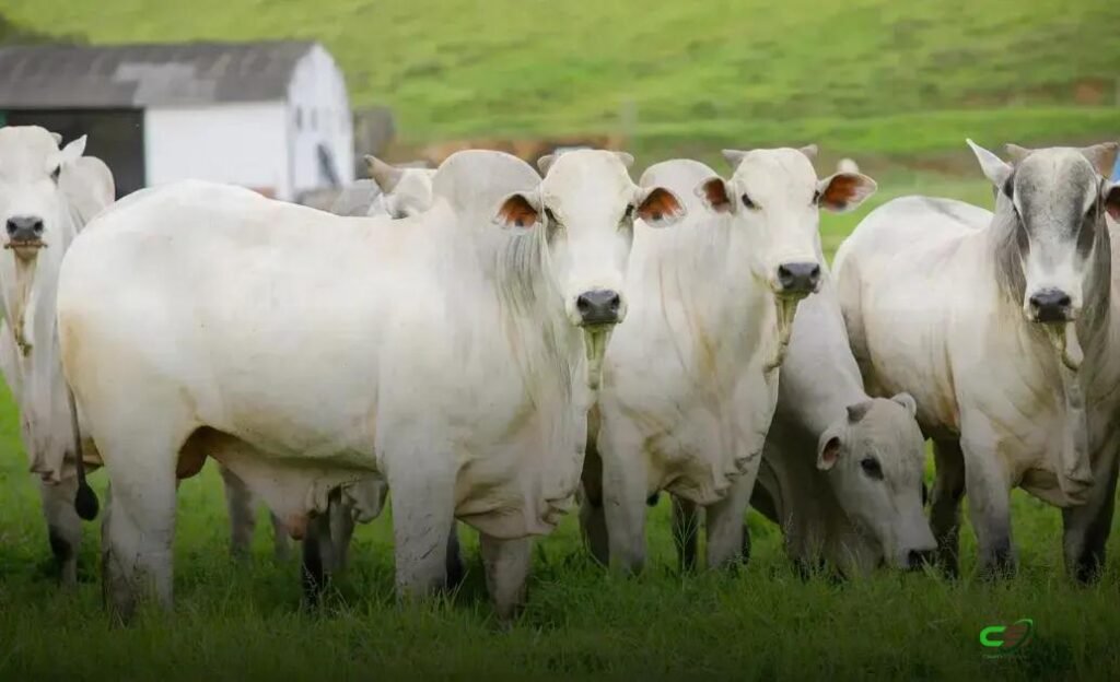 Recuperação de pastagens pode quadruplicar a produção pecuária brasileira 1 Recuperação de pastagens pode quadruplicar a produção pecuária brasileira