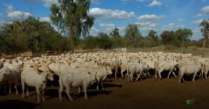 Selo identifica bovinos Canchim para cruzamentos com vacas leiteiras