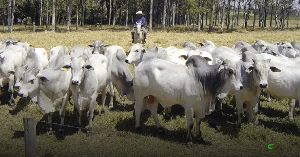USP e CTAG lançam Programa GMA para modernizar genética da pecuária