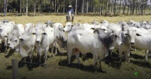 USP e CTAG lançam Programa GMA para modernizar genética da pecuária