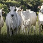 Zoetis leva ciência e dados sobre Mycoplasma bovis ao Curso Novos Enfoques
