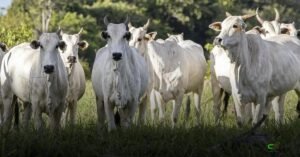 Zoetis leva ciência e dados sobre Mycoplasma bovis ao Curso Novos Enfoques